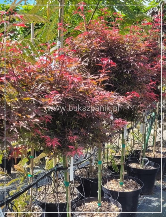 Klon Palmowy Shaina- Acer palmatum PA70-90cm, / 40-60 C5