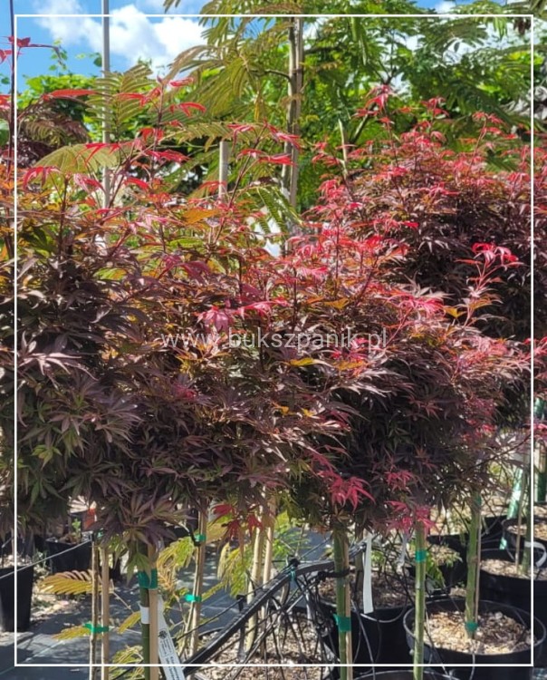 Klon Palmowy Shaina- Acer palmatum PA70-90cm, / 40-60 C5