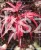 Klon Palmowy Shaina- Acer palmatum PA70-90cm, / 40-60 C5