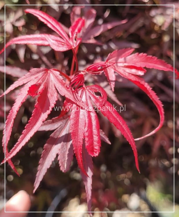 Klon Palmowy Shaina- Acer palmatum PA70-90cm, / 40-60 C5