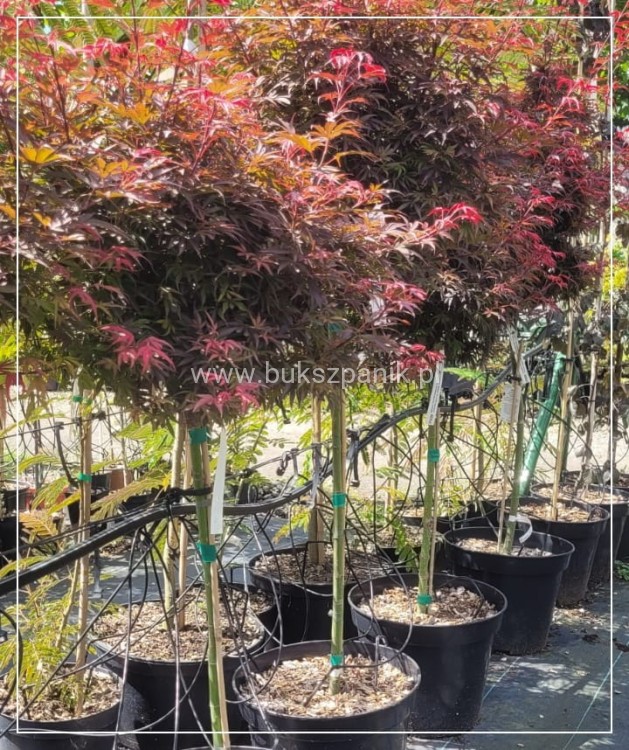 Klon Palmowy Shaina- Acer palmatum PA70-90cm, / 40-60 C5