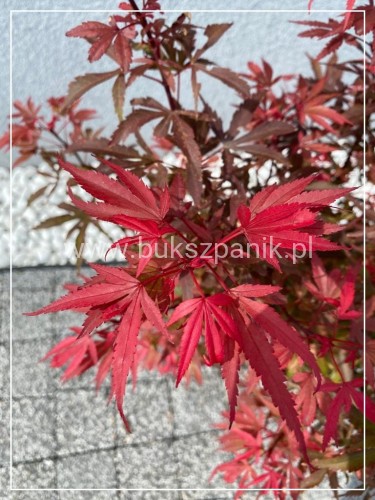 Klon Palmowy Shaina- Acer palmatum PA70-90cm, / 40-60 C5