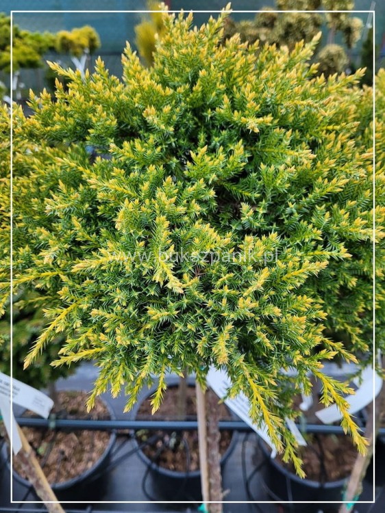 Jałowiec chiński -Juniperus chinensis 'Franz WB' PA:110-130cm C5l4