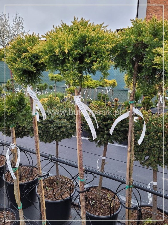 Jałowiec chiński -Juniperus chinensis 'Franz WB' PA:110-130cm C5l