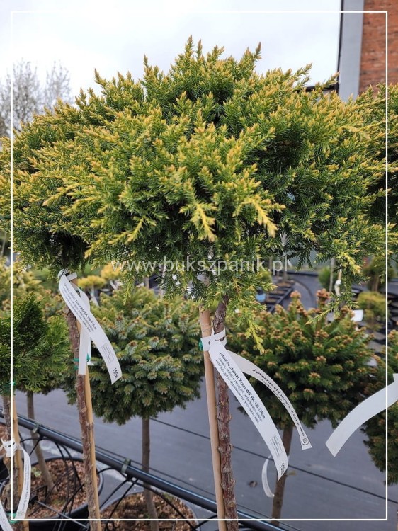 Jałowiec chiński -Juniperus chinensis 'Franz WB' PA:110-130cm C5l