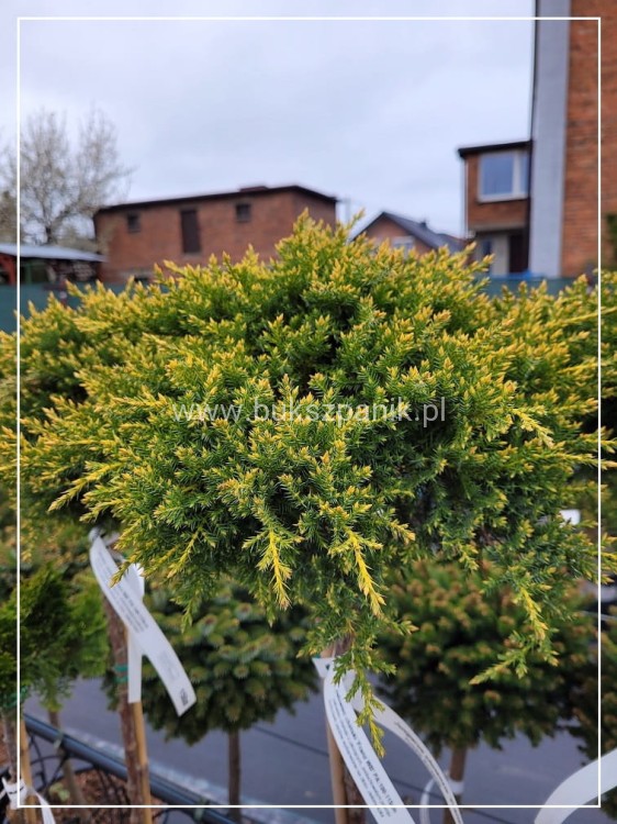 Jałowiec chiński -Juniperus chinensis 'Franz WB' PA:110-130cm C5l