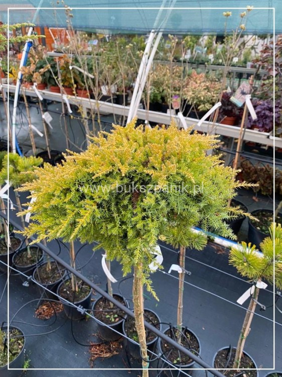 Jałowiec chiński -Juniperus chinensis 'Franz WB' PA:110-130cm C5l