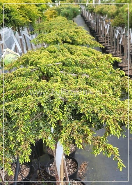 ałowiec pospolity LEMON CARPET - Juniperus communis PA80-100cm