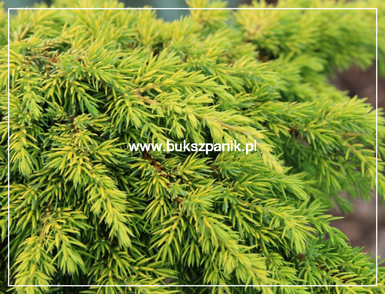 ałowiec pospolity LEMON CARPET - Juniperus communis PA80-100cm