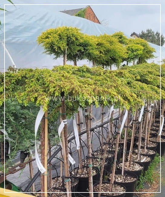 ałowiec pospolity LEMON CARPET - Juniperus communis PA80-100cm