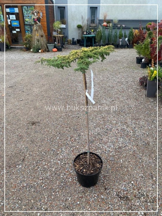 ałowiec pospolity LEMON CARPET - Juniperus communis PA80-100cm