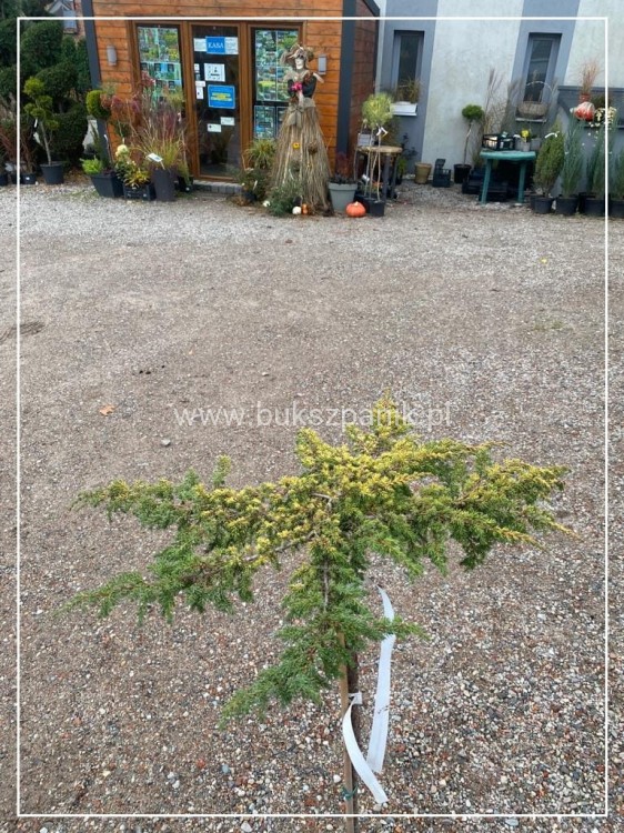 ałowiec pospolity LEMON CARPET - Juniperus communis PA80-100cm