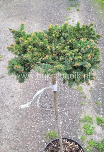 Świerk pospolity MEDUSA- C7,5 PA 75-90cmPicea abies