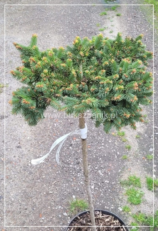 Świerk pospolity MEDUSA- C7,5 PA 75-90cmPicea abies