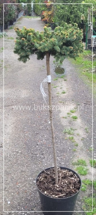 Świerk pospolity MEDUSA- C7,5 PA 75-90cmPicea abies