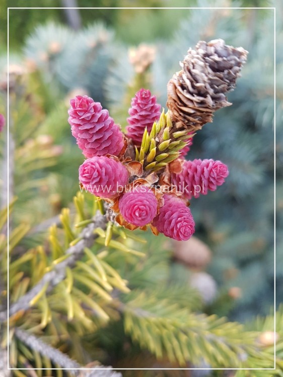 Świerk pospolity PUSCH - Picea abies PA80-95cm, C5l, C75l