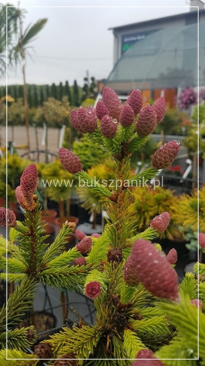 Świerk pospolity PUSCH - Picea abies PA80-95cm, C5l, C75l
