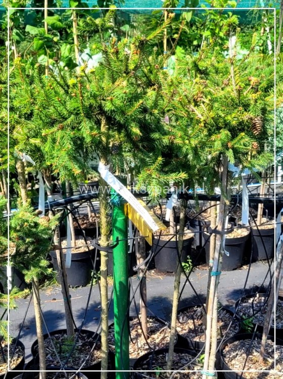 Świerk pospolity PUSCH - Picea abies PA80-95cm, C5l, C75l