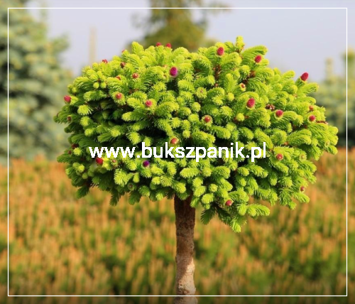 Świerk pospolity WILD STRAWBERRY - Picea abies Pa 75-95cm