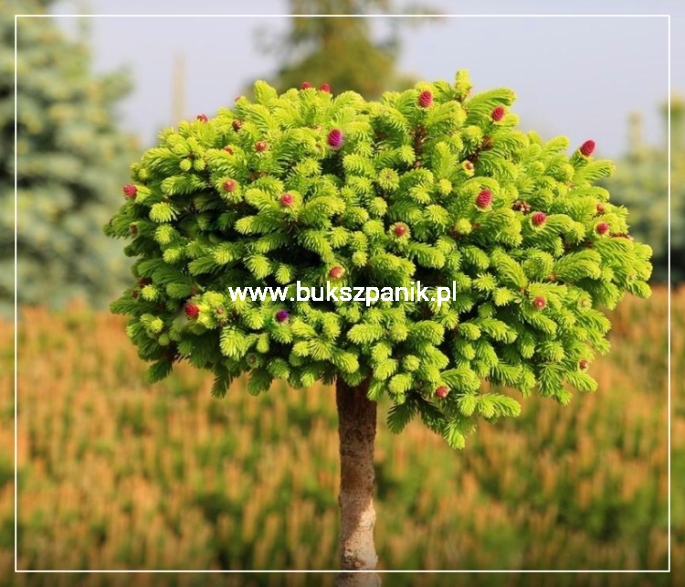 Świerk pospolity WILD STRAWBERRY - Picea abies Pa 75-95cm