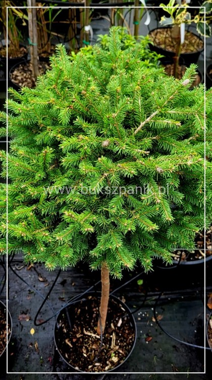 Świerk pospolity WILD STRAWBERRY - Picea abies Pa 75-95cm