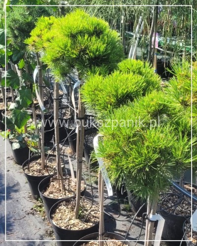 Sosna gęstokwiatowa KIM - Pinus densiflora PA75-90cm