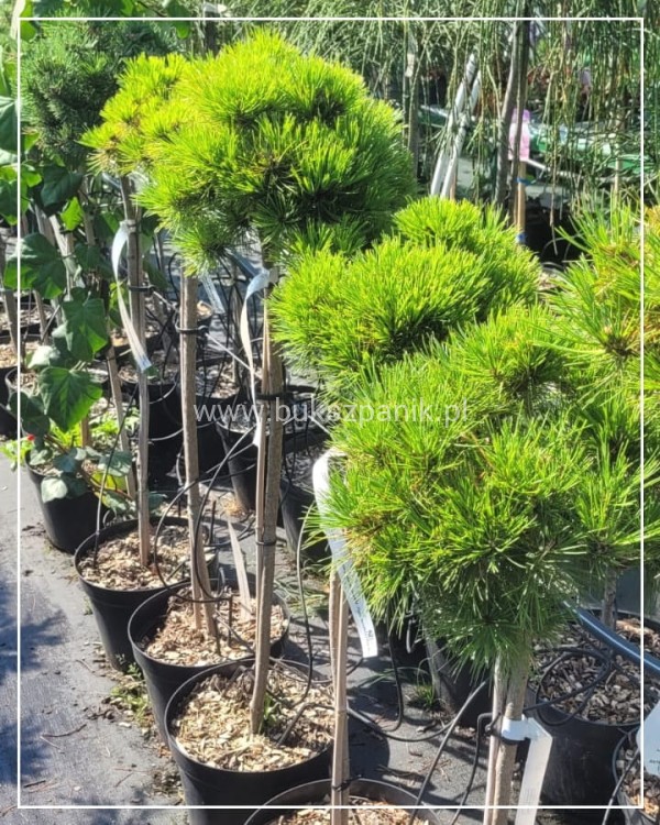 Sosna gęstokwiatowa KIM - Pinus densiflora PA75-90cm