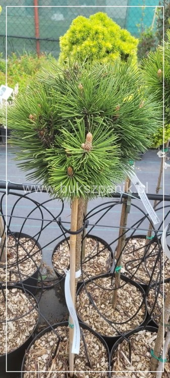 Sosna bośniacka Grüne Lagune - Pinus heldreichii C5 70-85/15-25