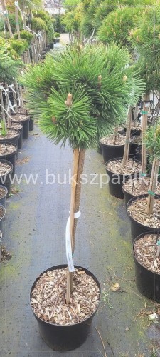 Sosna bośniacka Grüne Lagune - Pinus heldreichii C5 70-85/15-25