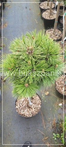 Sosna bośniacka Grüne Lagune - Pinus heldreichii C5 70-85/15-25