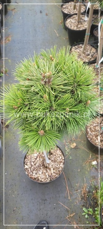 Sosna bośniacka Grüne Lagune - Pinus heldreichii C5 70-85/15-25