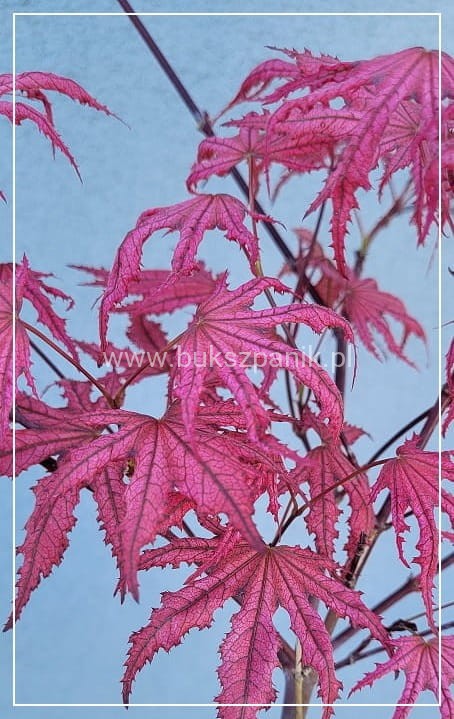 Klon palmowy AMAGI-SHIGURE- Acer palmatum PA60-90/25-40, C5l