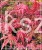 Klon palmowy AMAGI-SHIGURE- Acer palmatum PA60-90/25-40, C5l