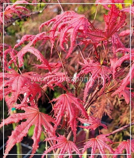 Klon palmowy AMAGI-SHIGURE- Acer palmatum PA60-90/25-40, C5l