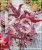 Klon palmowy AMAGI-SHIGURE- Acer palmatum PA60-90/25-40, C5l