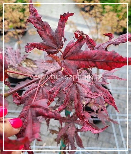Klon palmowy AMAGI-SHIGURE- Acer palmatum PA60-90/25-40, C5l