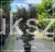 Klon palmowy Skeeter's Broom Acer palmatum C12l,