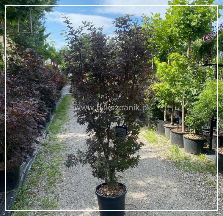 Klon palmowy Skeeter's Broom Acer palmatum C12l,