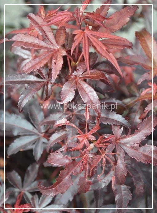 Klon palmowy Skeeter's Broom Acer palmatum C12l,