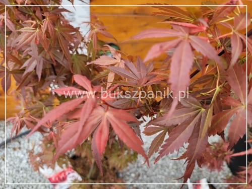 Klon palmowy Skeeter's Broom Acer palmatum C12l,