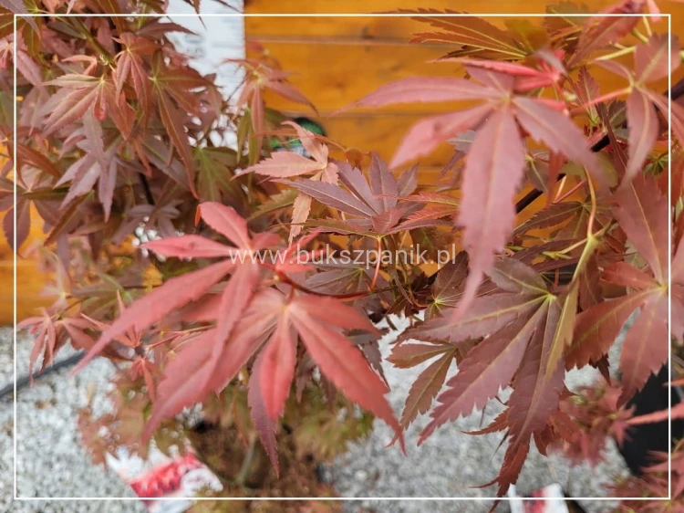 Klon palmowy Skeeter's Broom Acer palmatum C12l,