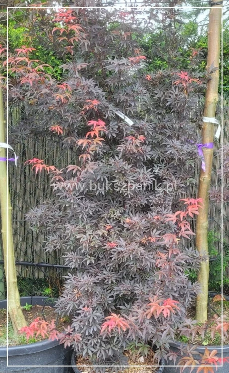 Klon palmowy Skeeter's Broom Acer palmatum C12l,