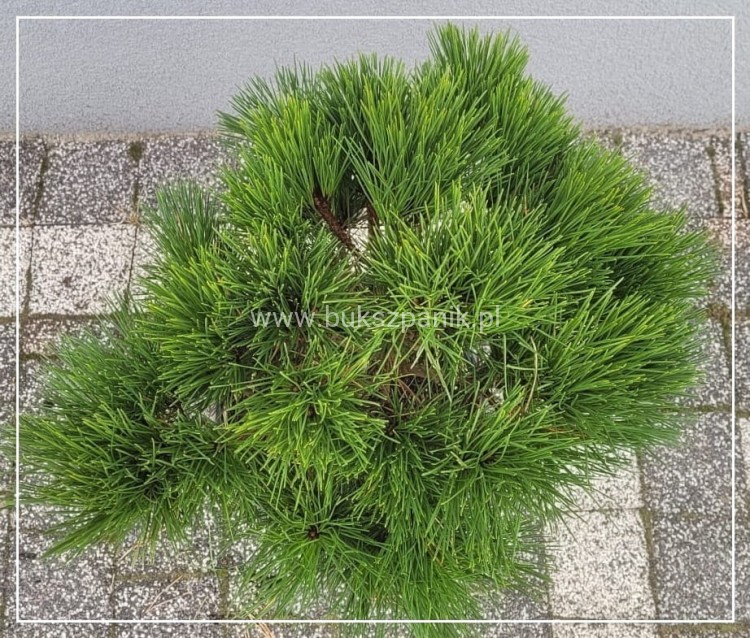 Sosna gęstokwiatowa WATNONG