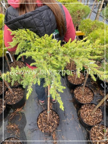 Jałowiec nadbrzeżny SUNFLOWER - juniperus conferta PA130-140