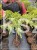 Jałowiec nadbrzeżny SUNFLOWER - juniperus conferta PA130-140