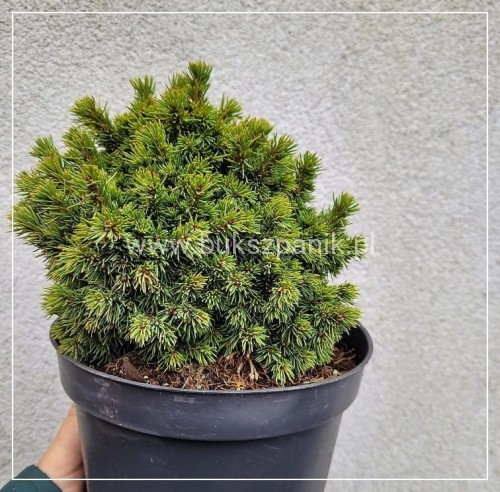 Świerk biały DENDROFARMA GOLD- Picea glauca C2, 15-20cm