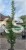 Grab pospolity FASTIGIATA - Carpinus betulus 200-240cm wys. 25l