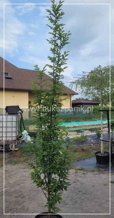 Grab pospolity FASTIGIATA - Carpinus betulus 200-240cm wys. 25l