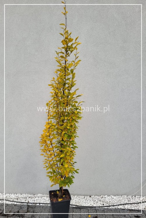Grab pospolity FASTIGIATA - Carpinus betulus 200-240cm wys. 25l