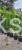 Grab pospolity FASTIGIATA - Carpinus betulus 200-240cm wys. 25l